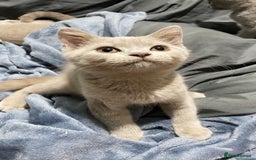 British Shorthair cats for sale: Adorable British shorthair kittens  - Image 3