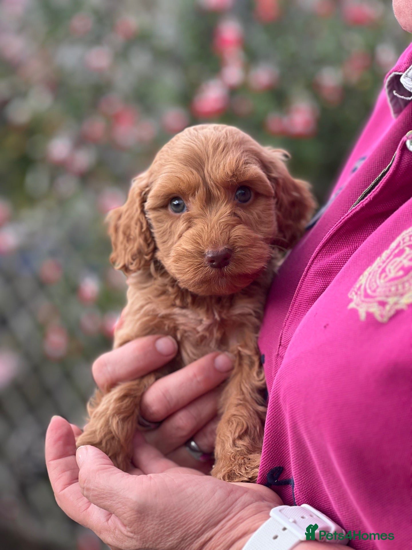 Cockapoo dogs Red Cockapoo Boy - Advert 7