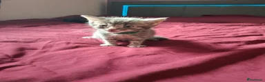 Tabby grey male 