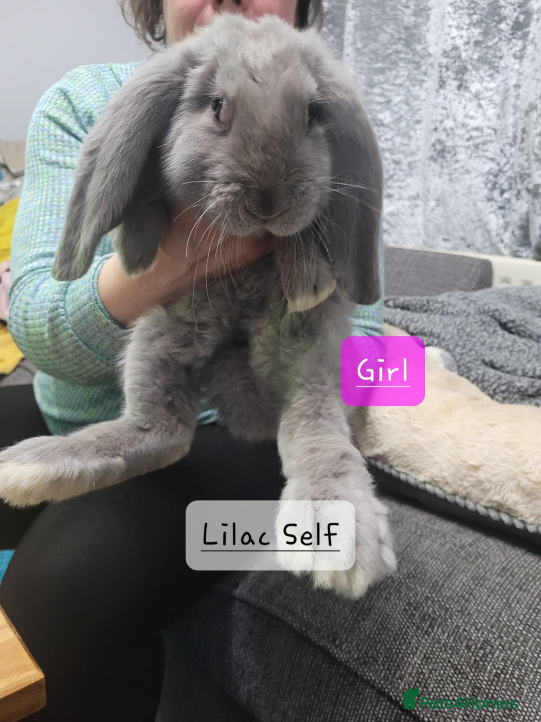 French Lop rabbits for sale: Pure Bred French Lop babies - Advert 4