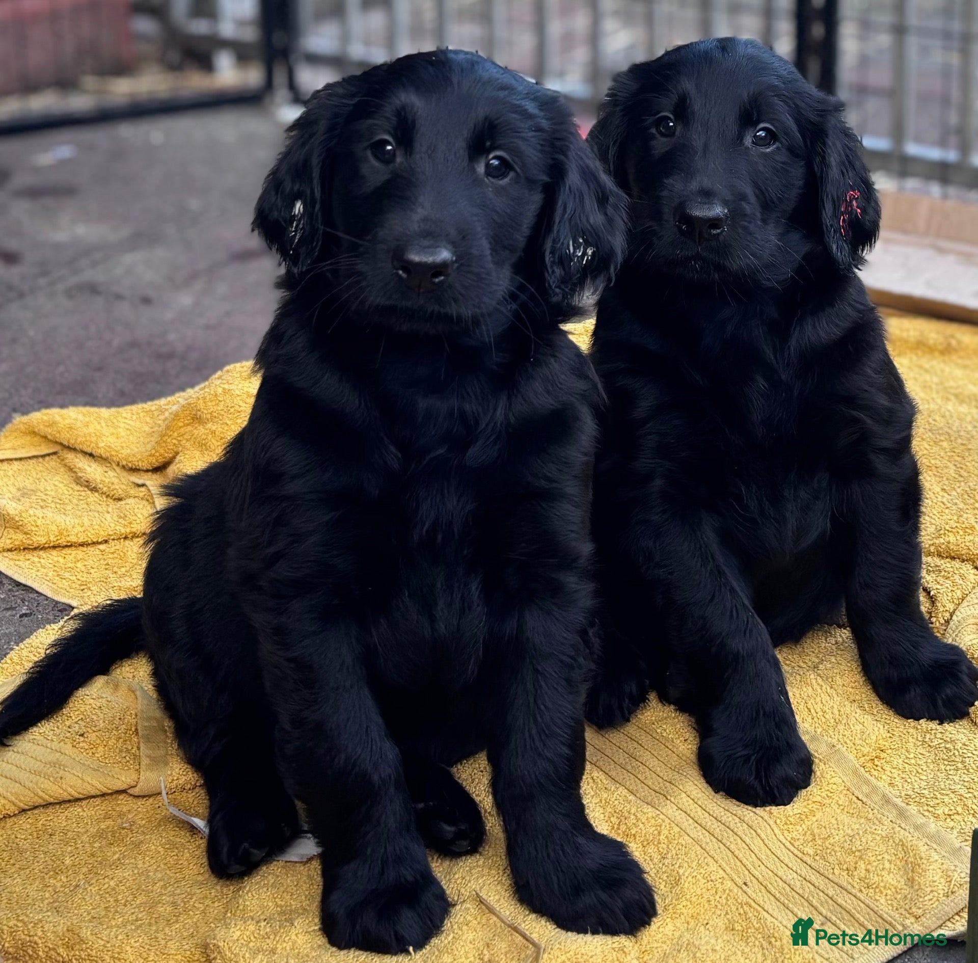 Flat coated Retriever dogs Flat Coated Retriever Puppies   - Advert 6