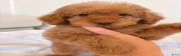 Labradoodle dogs for sale: LICENSED BREEDER HEALTH TESTED MINI LABRADOODLES - Advert 22