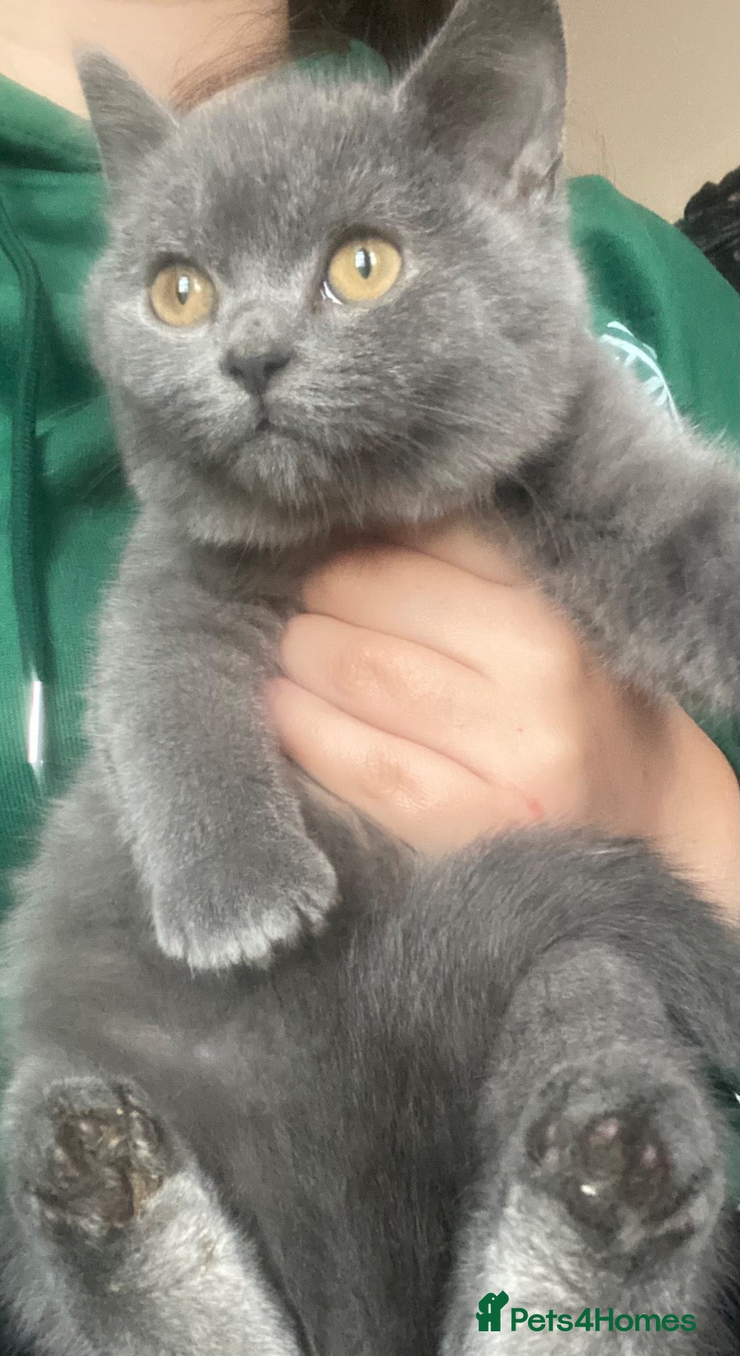 British Shorthair cats Stunning Blue & Black GCCF Kittens - Advert 2