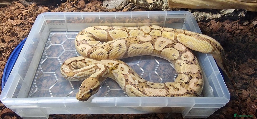 Python Snake reptiles for sale: BANANA BALL PYTHON - Image 1