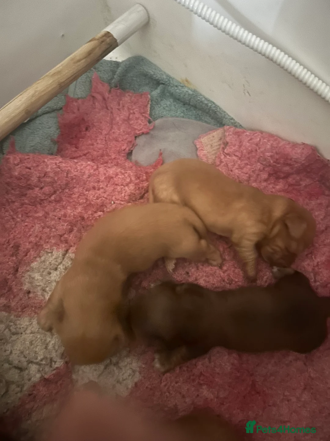 Miniature Dachshund dogs for sale: 3 boys, 1 chocolate brown, 2 red/brown - Advert 5