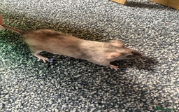 Mouse rodents for sale: Mixed fancy mice  - Image 18