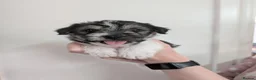 Mixed Breed dogs for sale: Jack Russel Puppies - Advert 2