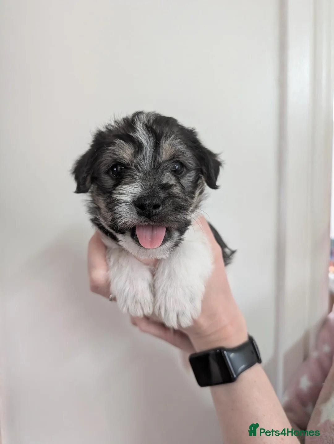 Mixed Breed dogs for sale: Jack Russel Puppies - Advert 2
