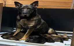 German Shepherd dogs for sale: 🐶 Outstanding Working line GSD puppies 🐶 - Image 12