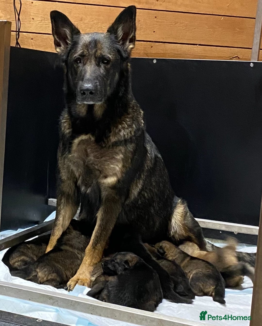 German Shepherd dogs for sale: 🐶 Outstanding Working line GSD puppies 🐶 - Image 12