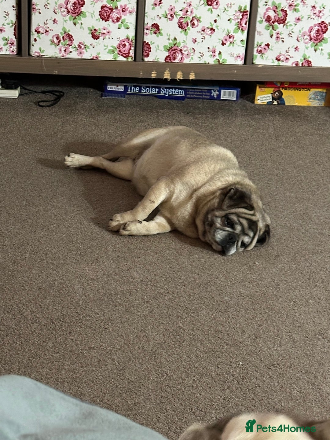 Pug dogs for sale: Older pug looking for loving home  - Image 5