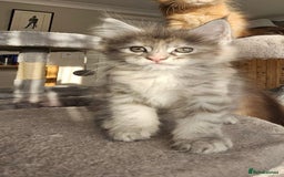 Maine Coon cats for sale: Maine Coon Kittens pedigree  in Boston - Image 3