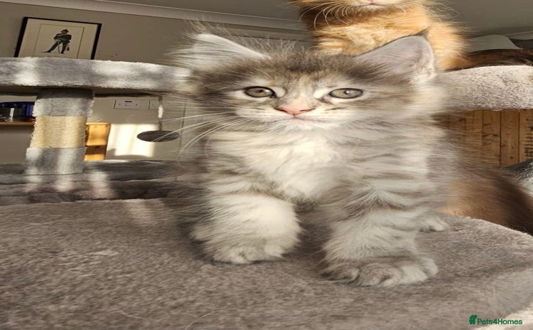 Maine Coon cats in Boston - Advert 16