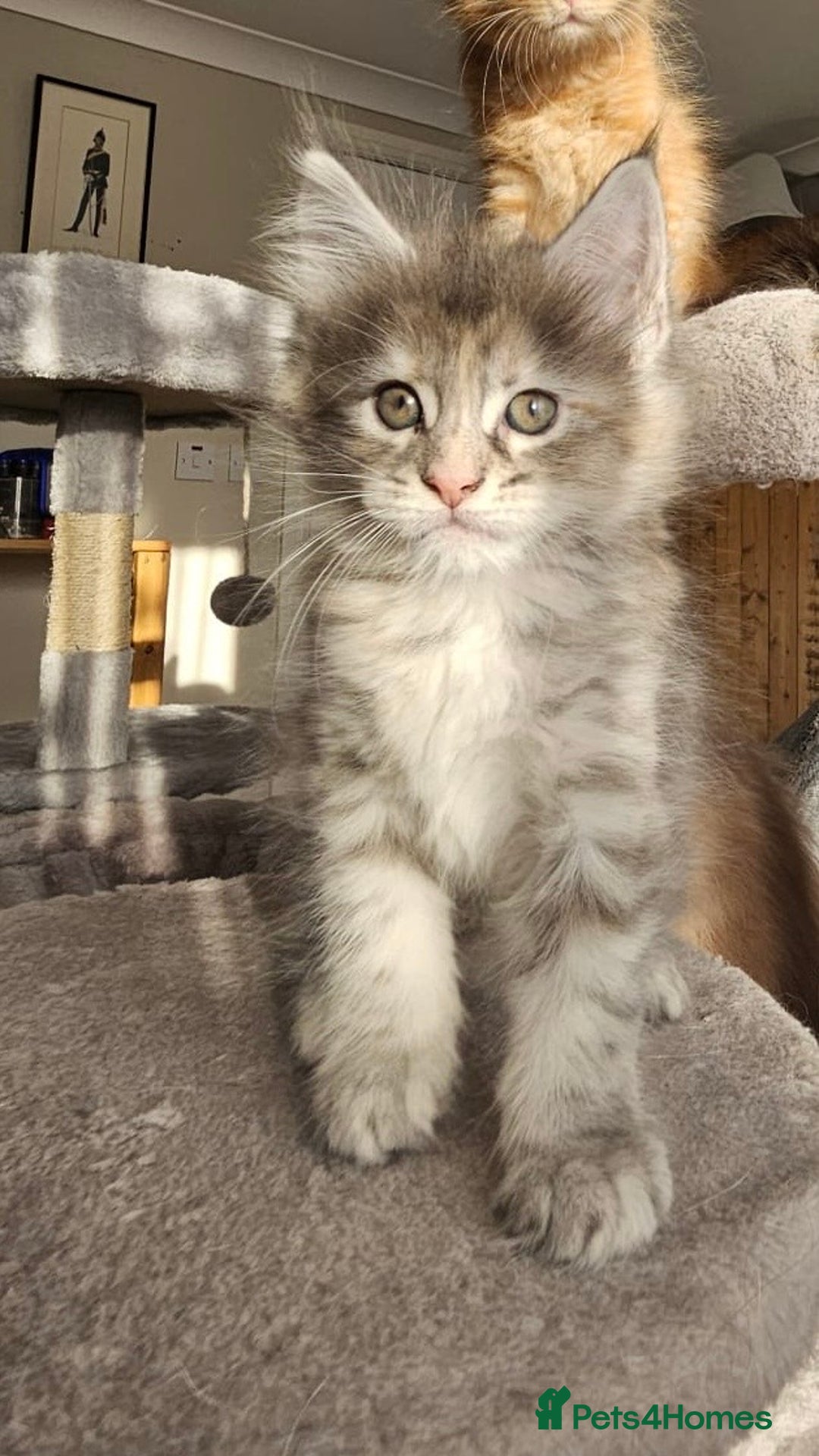 Maine Coon cats for sale: Maine Coon Kittens pedigree  in Boston - Image 3