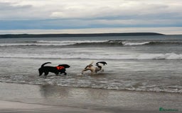 Mixed Breed dogs for sale: I'm looking for a loving home.  - Image 5