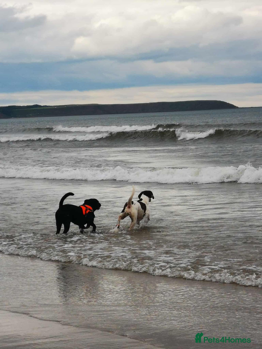 Mixed Breed dogs for sale: I'm looking for a loving home.  - Image 5