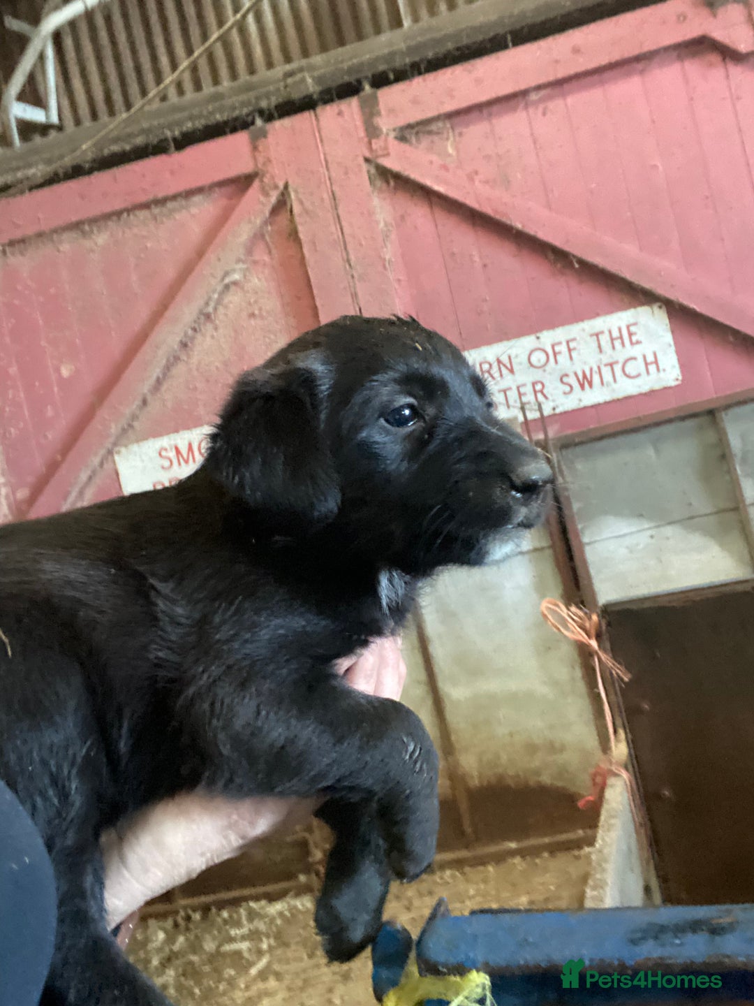 Mixed Breed dogs for sale: One little male Labrador x collie - Advert 7