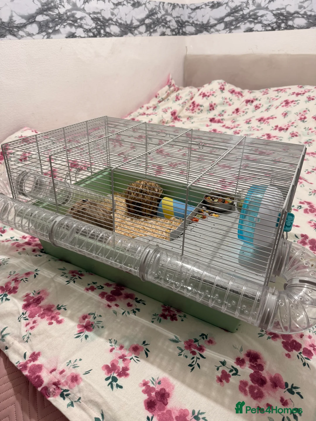 Hamster rodents for sale: Roborovski hamster  - Advert 8