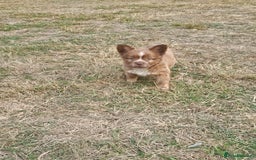 Mixed Breed dogs for sale: Chocolate frenchie X Chow carrying pink  - Image 24