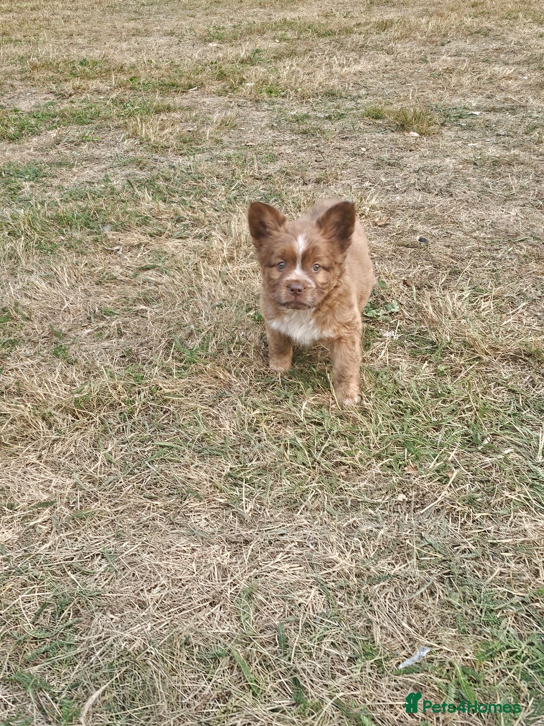 Mixed Breed dogs for sale: Chocolate frenchie X Chow carrying pink  - Image 24