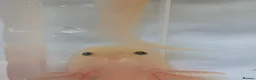 Axolotl reptiles for sale: Baby axolotls available  - Advert 4