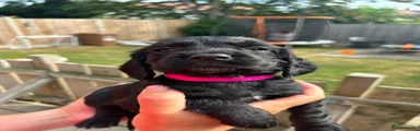 Sprocker 6