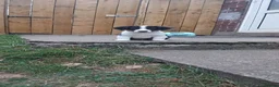 Mixed Breed dogs for sale: Cross breed pup 7 weeks old in Thirsk - Advert 1
