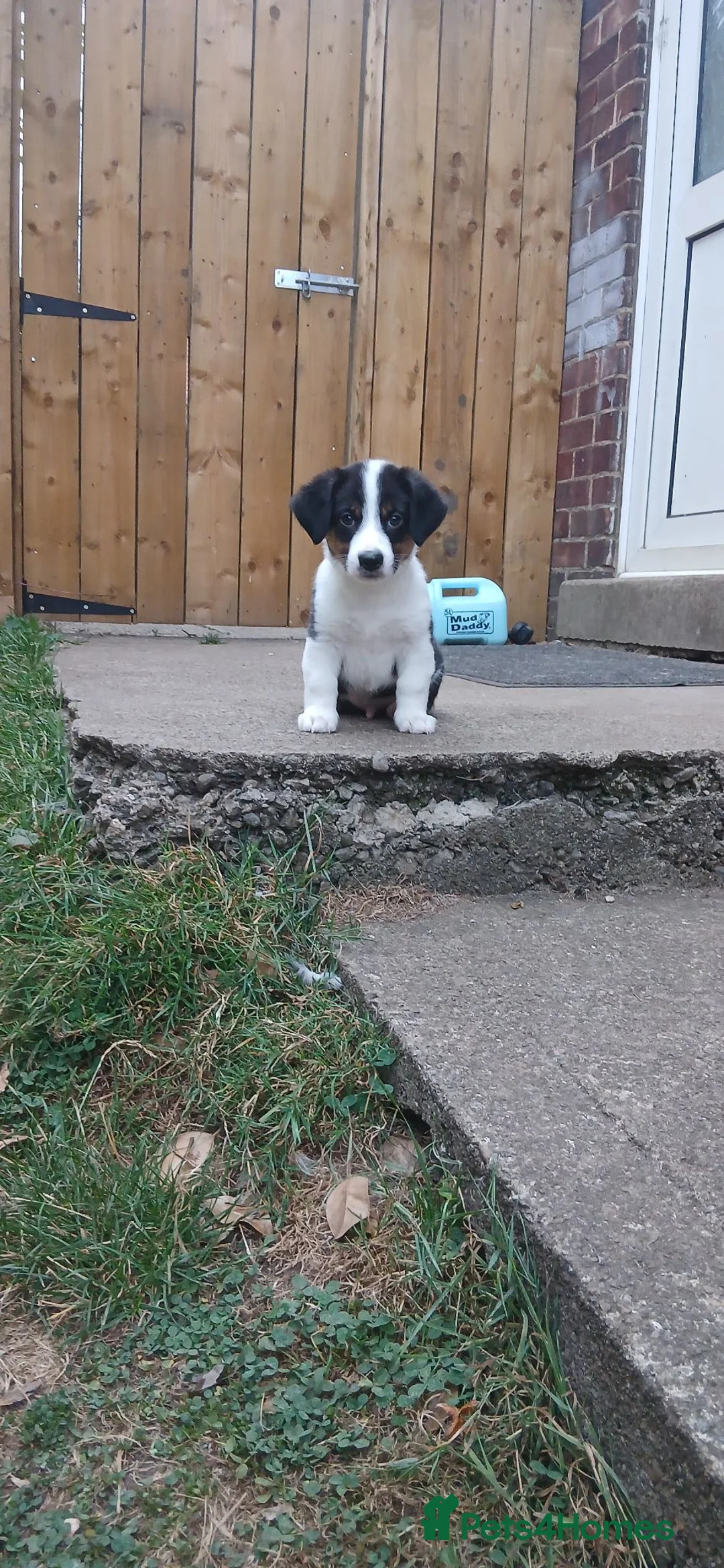 Mixed Breed dogs for sale: Cross breed pup 7 weeks old in Thirsk - Advert 1