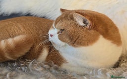 British Shorthair cats for sale: Stunning British Shorthair Kittens  - Image 13