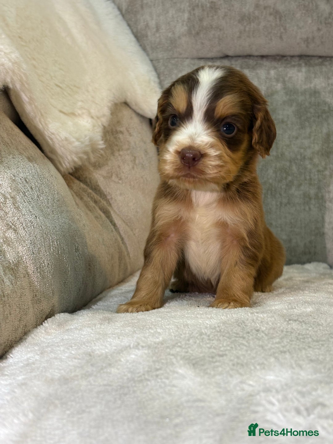Cocker Spaniel dogs for sale: Stunning cocker spaniel puppies - Advert 18