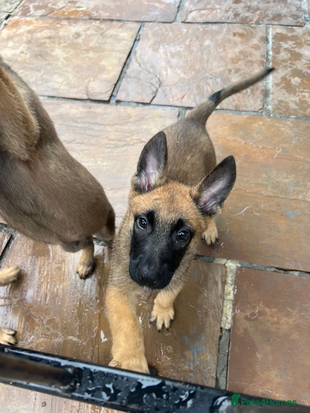 Mixed Breed dogs for sale: Czech shepherd x Belgium malinois - Image 31
