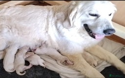 Golden Retriever dogs for sale: Golden retriever male - Image 2