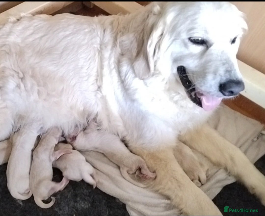 Golden Retriever dogs for sale: Golden retriever male - Image 2