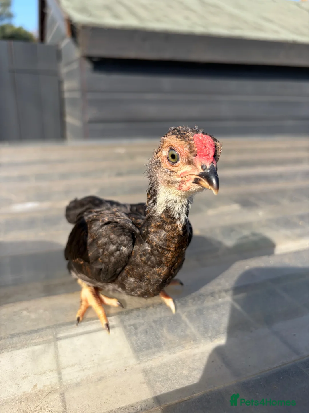 Chickens poultry for sale: Ko shamo pair  - Advert 2