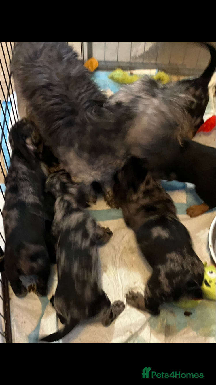 Mixed Breed dogs Gorgeous cheeky daxi x pups  - Advert 2