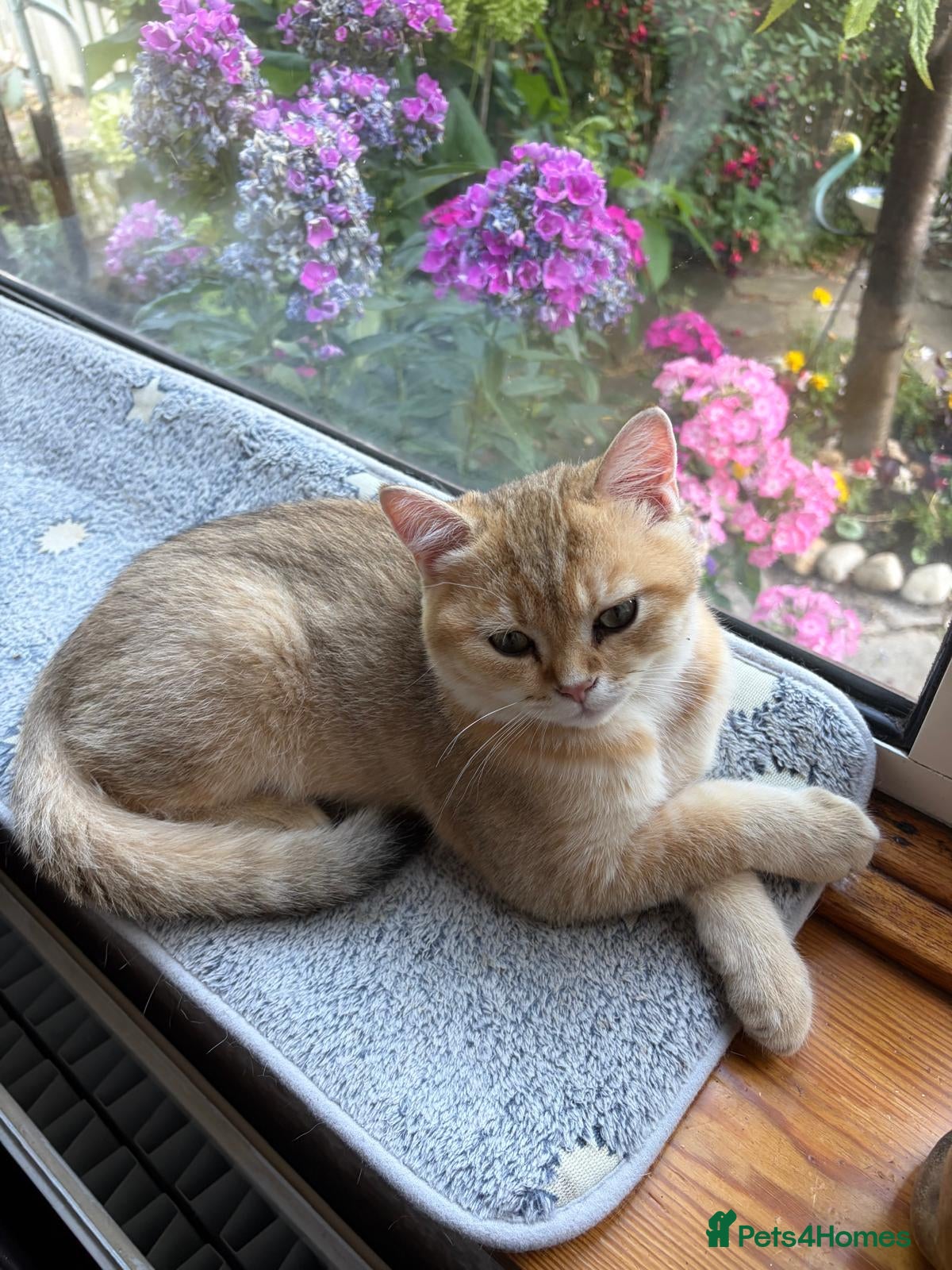 British Shorthair cats GCCF registered Golden boys  - Advert 1