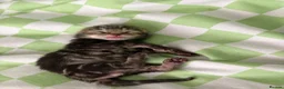 Mixed Breed cats for sale: Beautiful tabby kittens  in Havant - Advert 5