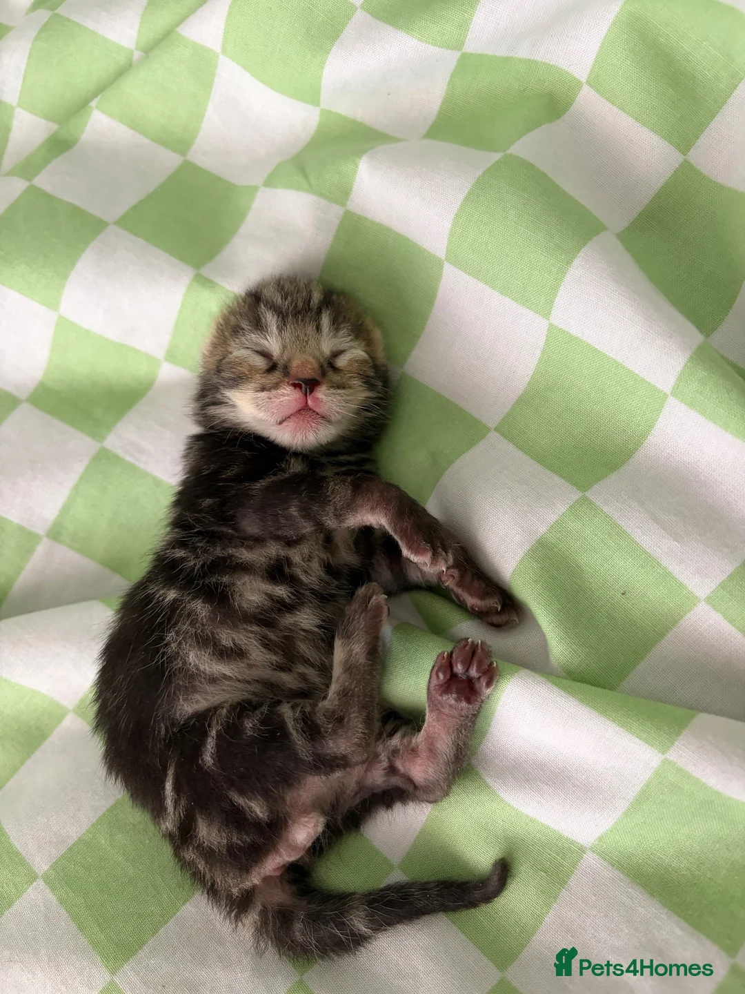 Mixed Breed cats for sale: Beautiful tabby kittens  in Havant - Advert 5