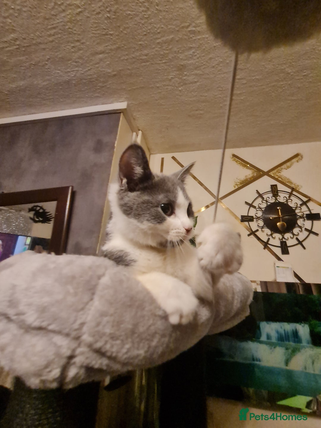 Mixed Breed cats for sale: Stunning  kittens looking  4 new home - Advert 6