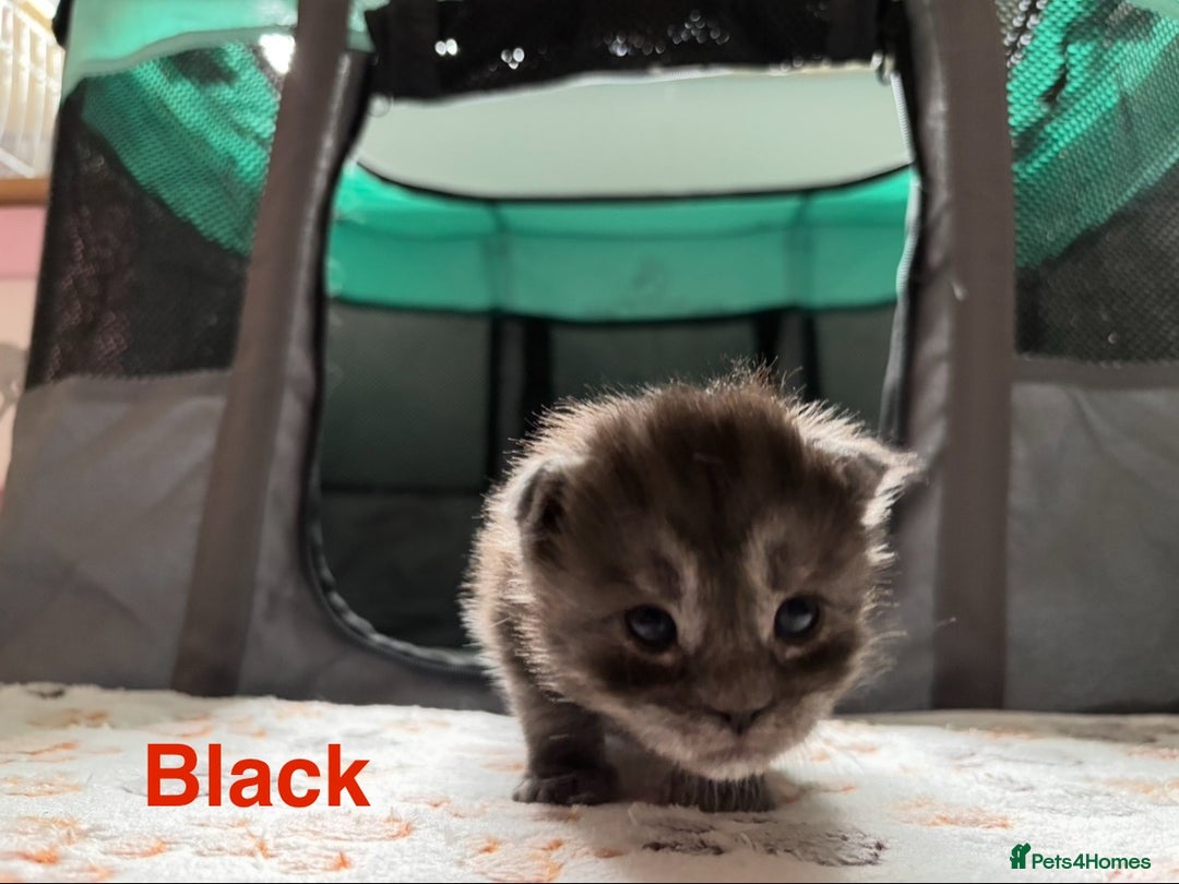 Maine Coon cats for sale: 3 beautiful Maine coon kittens  - Image 2