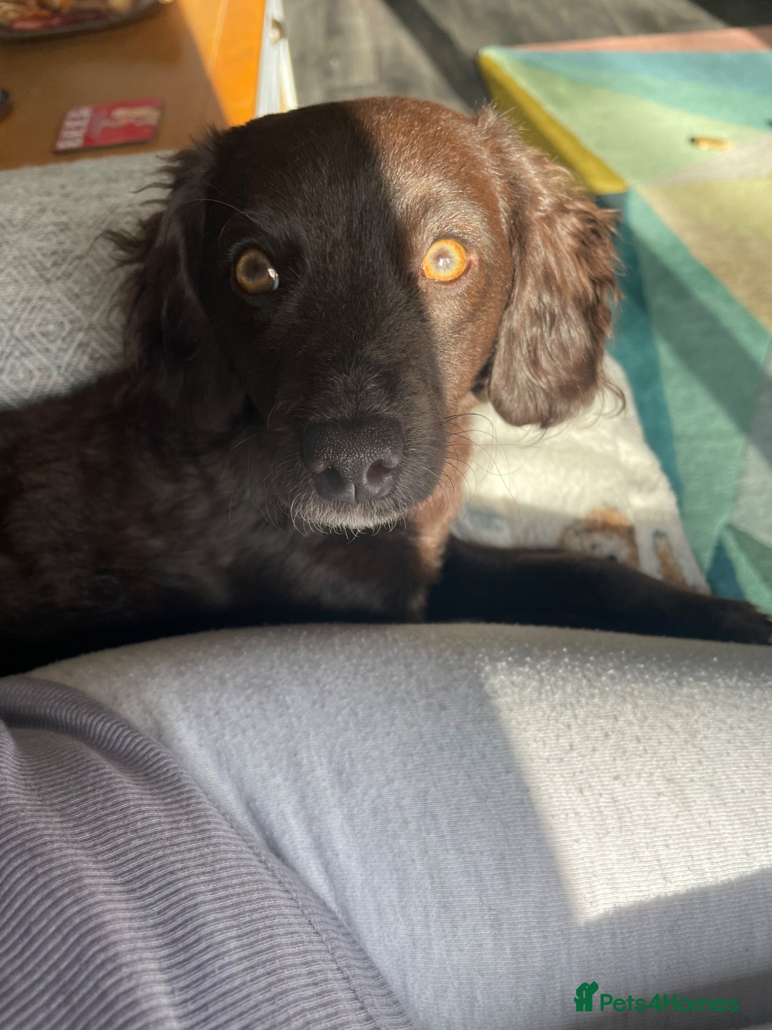 Cockapoo dogs Cockapoo bitch 9 month  - Advert 15