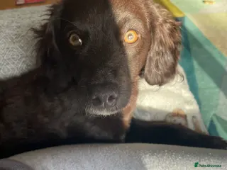 Cockapoo dogs Cockapoo bitch 9 month - Advert 15