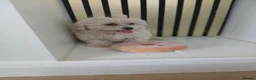 Maltipoo dogs for sale:  Maltipoo puppies ready to go in Doncaster - Advert 4