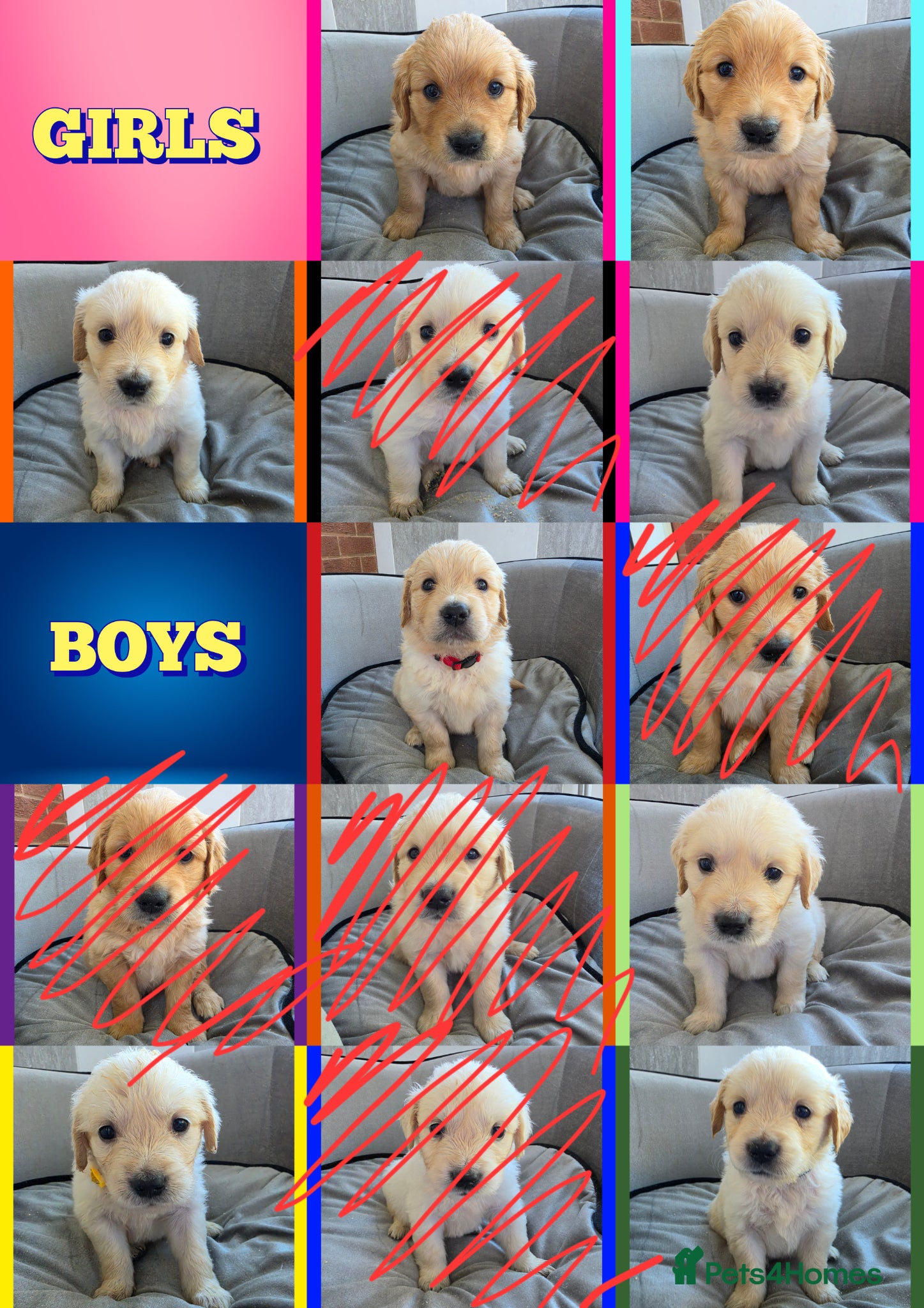 Golden Retriever dogs KC Puppies cream & gold - Advert 17