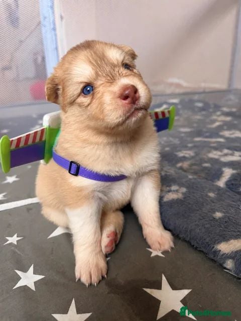 Pomsky dogs Stunning F3 Rare Chocolate Pomskies Health Tested - Advert 6