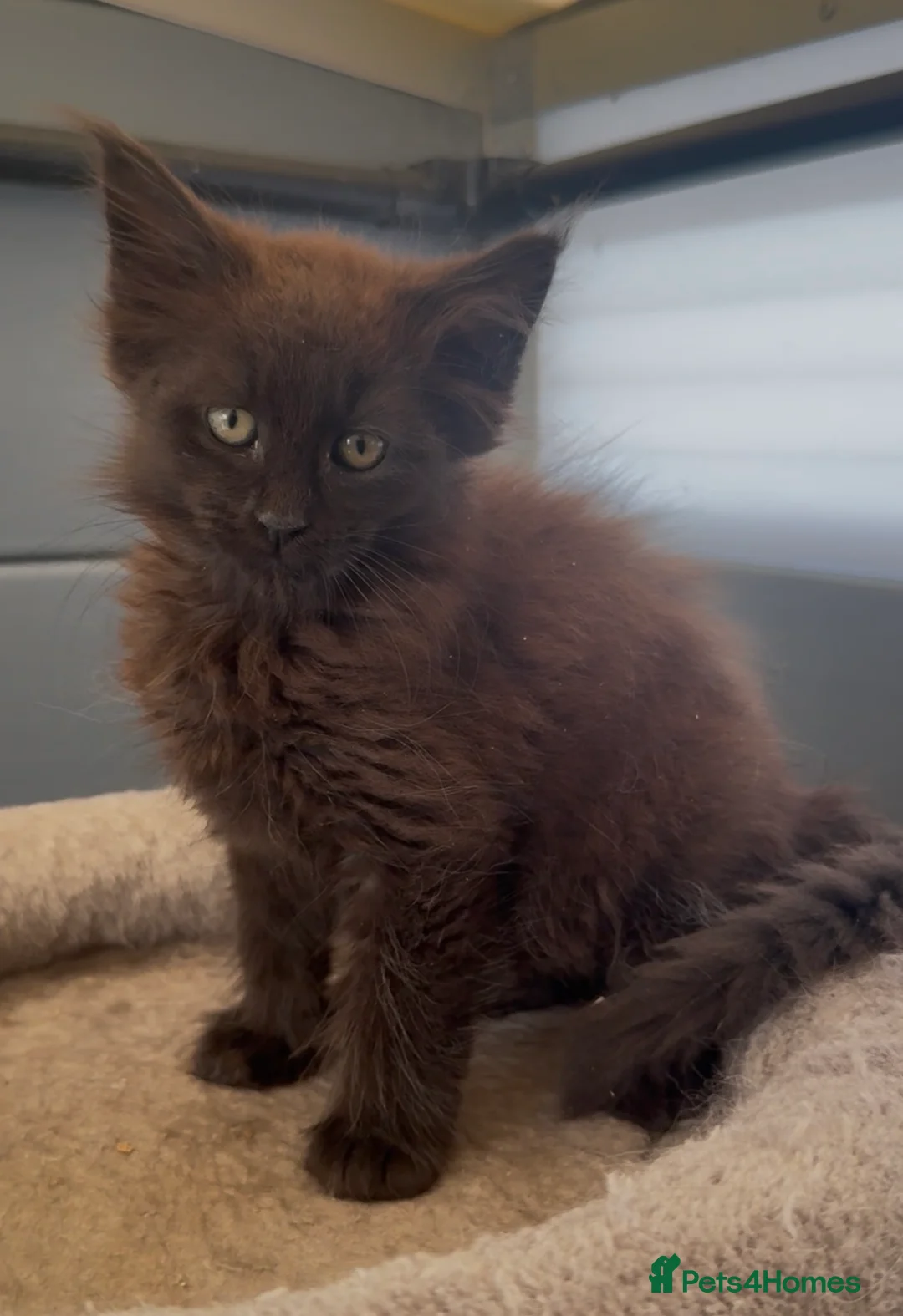 Maine Coon cats for sale: XL black,black smoke,tabby maine coon kittens  - Advert 20