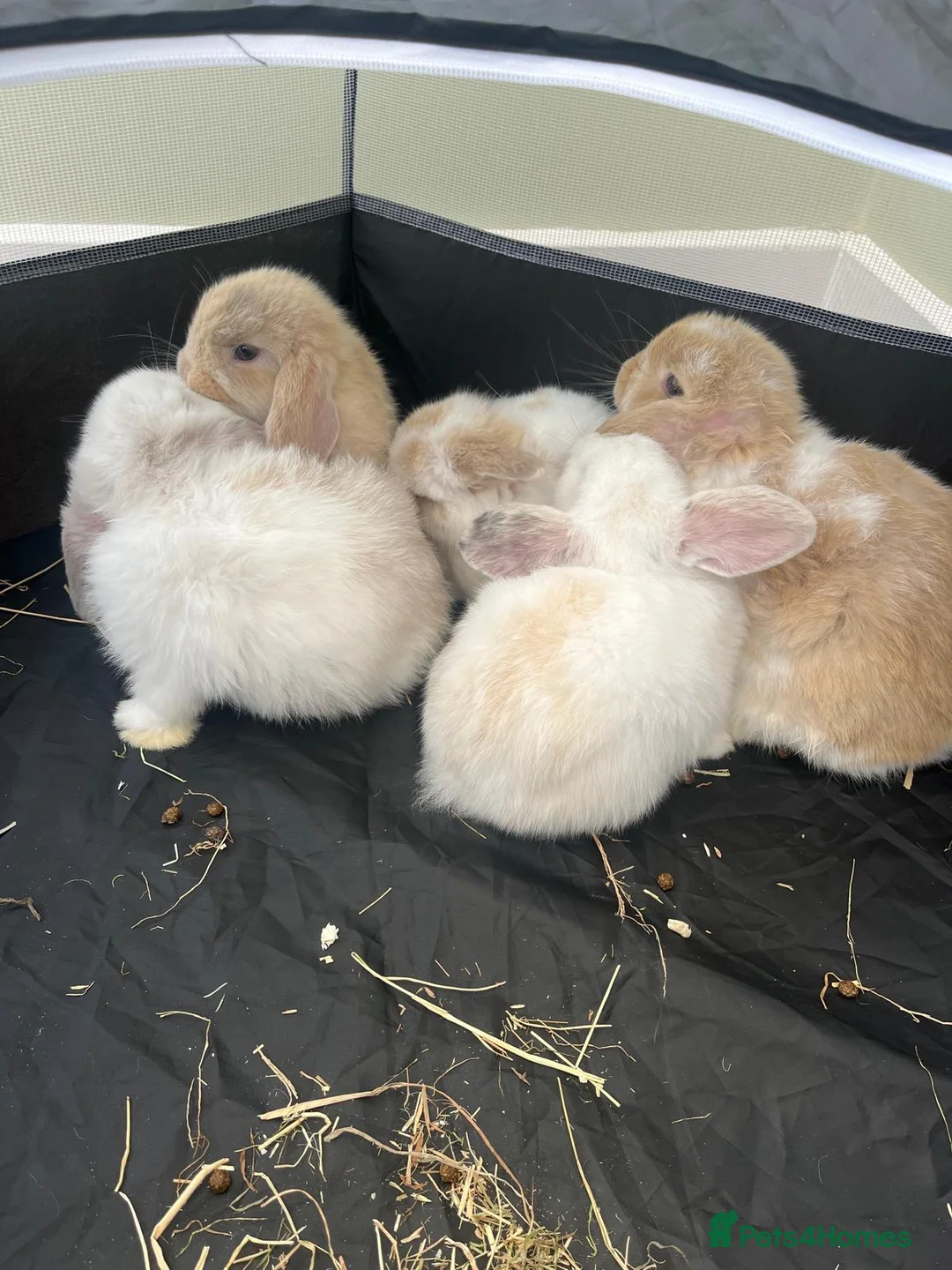 Mini Lop rabbits for sale: Beautiful Pure bred mini lop babies - Advert 7