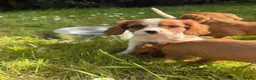 Cavalier King Charles Spaniel dogs for sale: Cutest king charles cavalier puppies - Advert 9