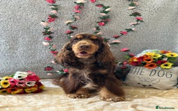 Cocker Spaniel dogs for stud: Health tested Show chocolate and tan cocker stud  - Image 6
