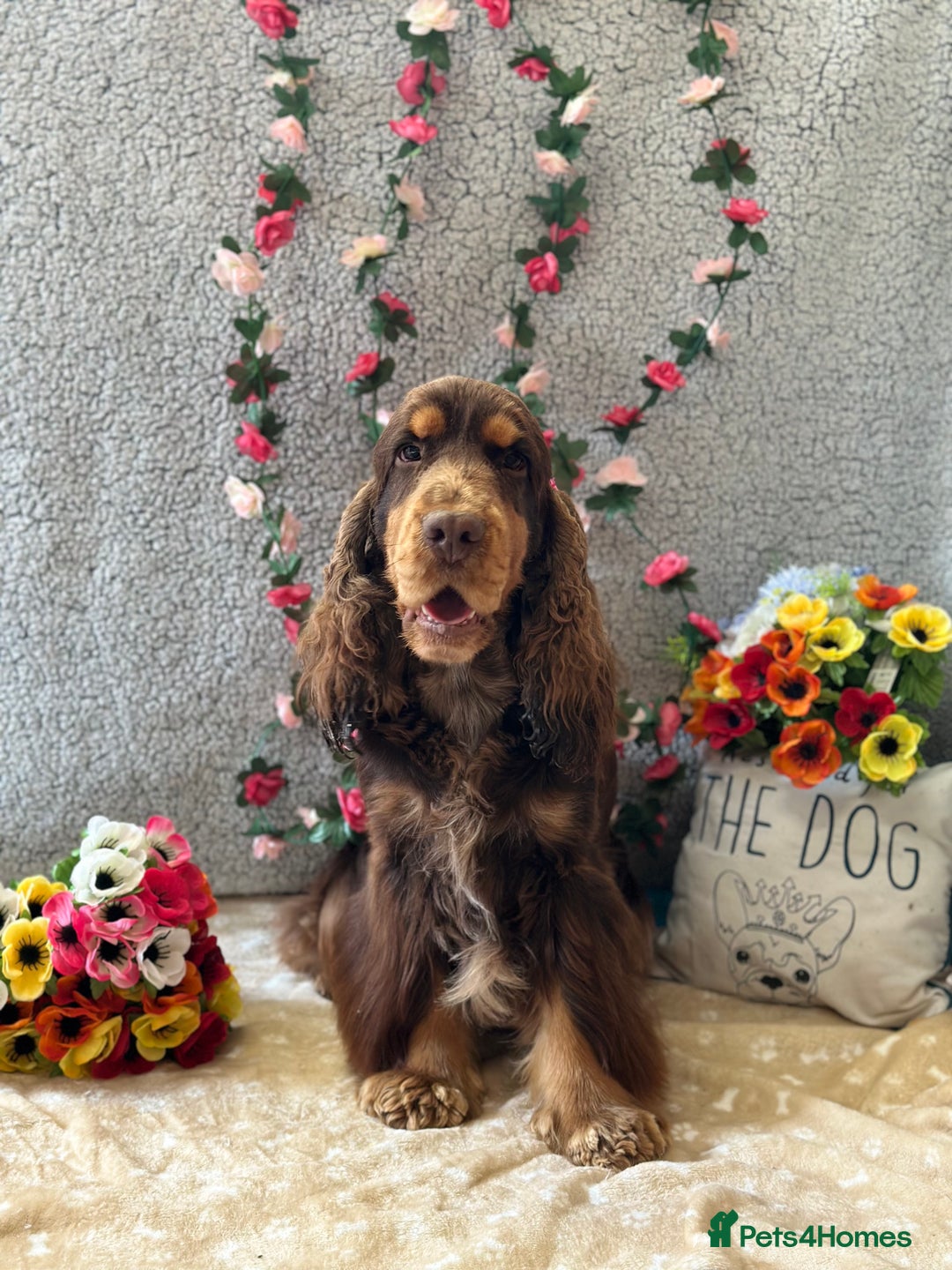 Cocker Spaniel dogs for stud: Health tested Show chocolate and tan cocker stud  - Image 6
